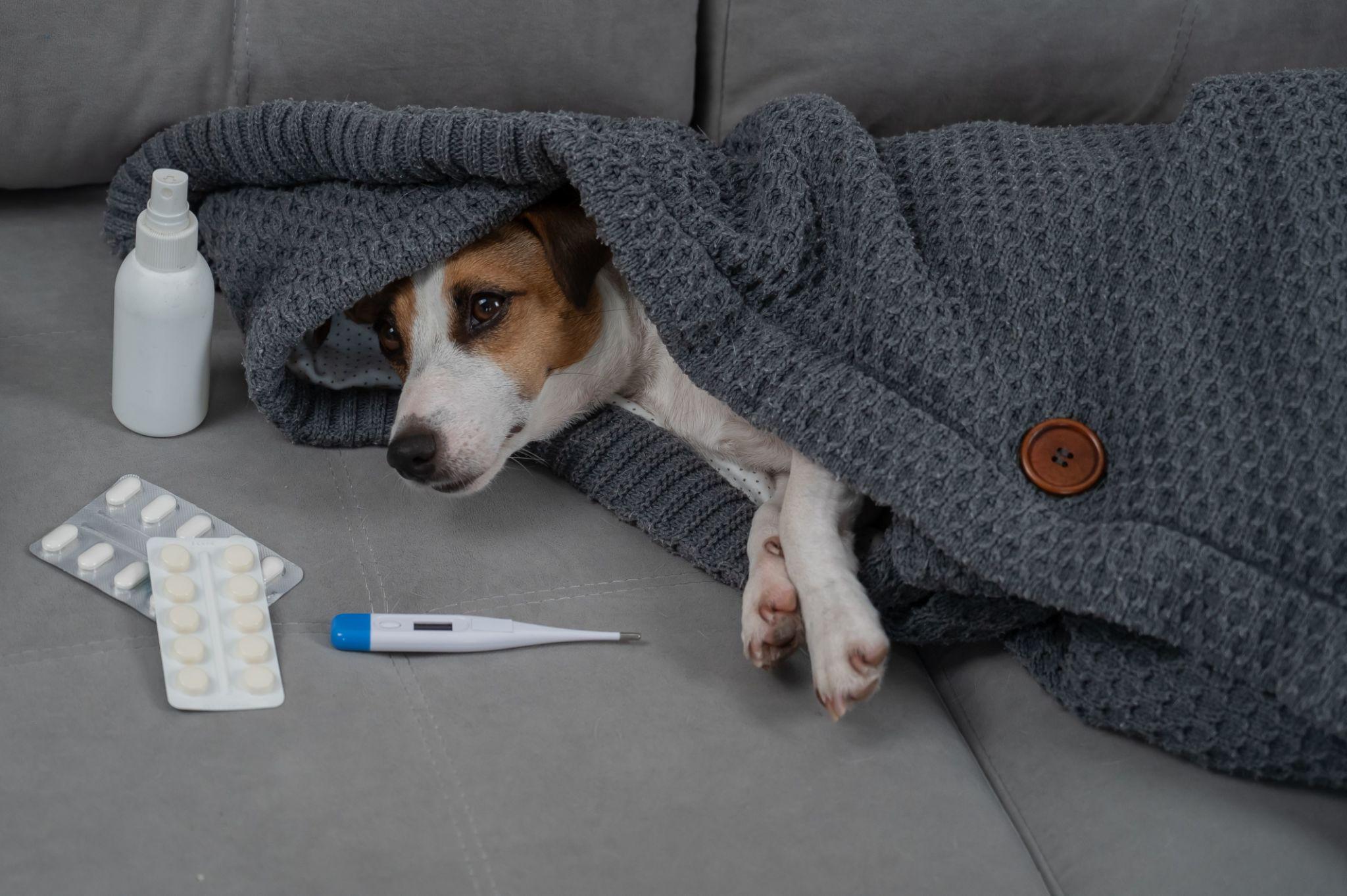 How Do I Know If My Dog Is Sick? 10 Warning Signs You Should Never Ignore